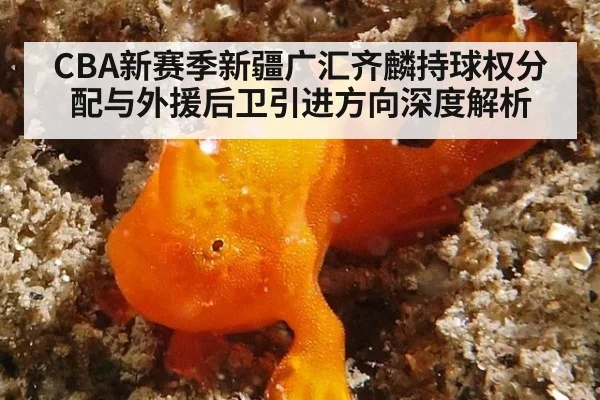 CBA新赛季新疆广汇齐麟持球权分配与外援后卫引进方向深度解析